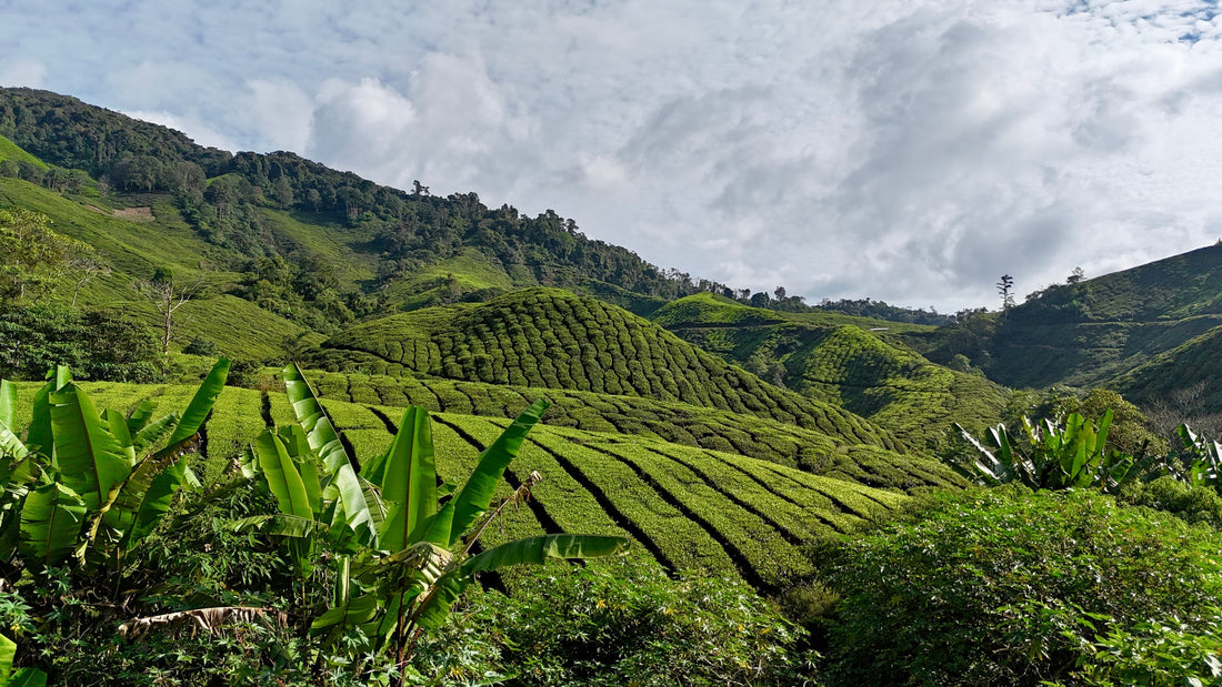 Cameron Valley Tea House à Cameron Highlands en Malaisie