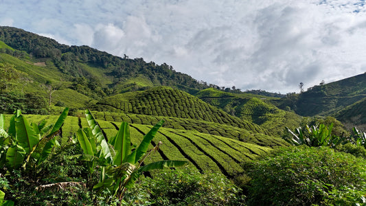 Cameron Valley Tea House à Cameron Highlands en Malaisie