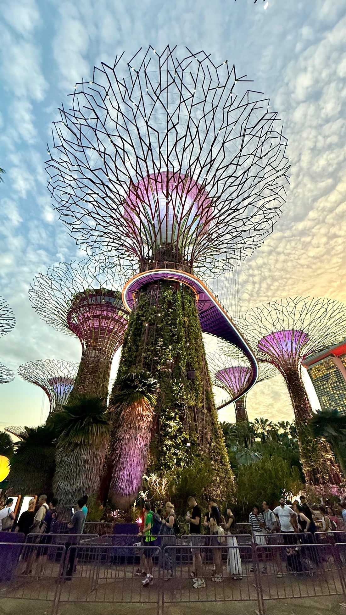 Supertree Grove dans la Marina Bay de Singapour
