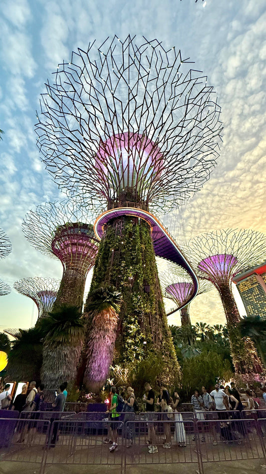 Supertree Grove dans la Marina Bay de Singapour