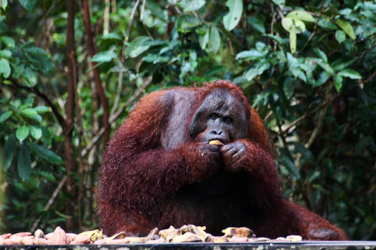 Orang-outan dans la forêt tropicale de Bornéo