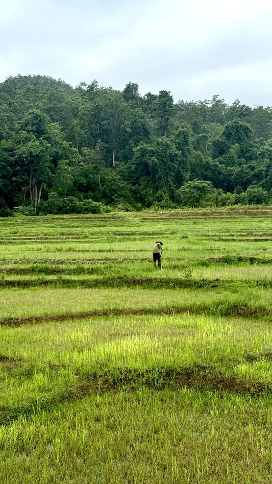 Quand partir en Thaïlande ? Météo, mousson et îles selon les saisons