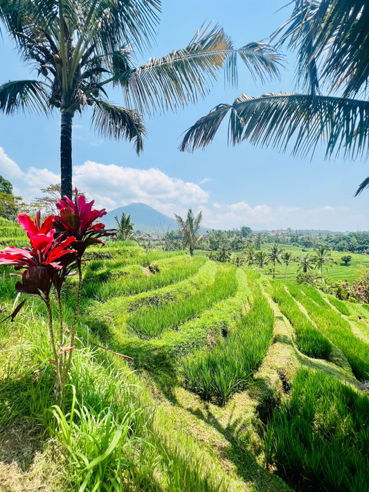 Rizières de Jatiluwih dans le centre de Bali